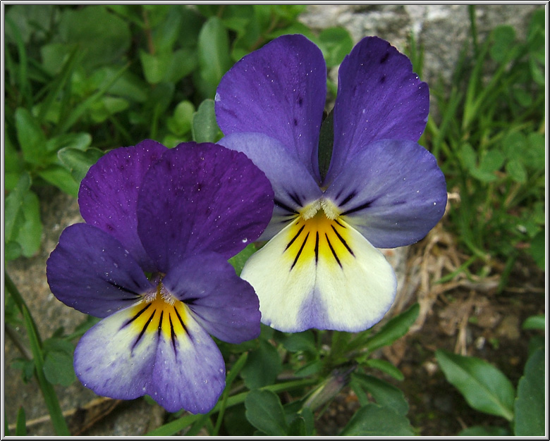 Safari botanico all''Alpe Devero